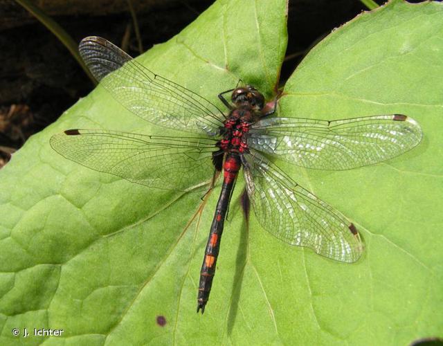 <i>Leucorrhinia dubia</i> (Vander Linden, 1825) © J. Ichter