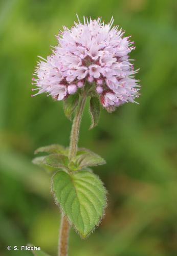 <i>Mentha aquatica</i> L., 1753 © S. Filoche