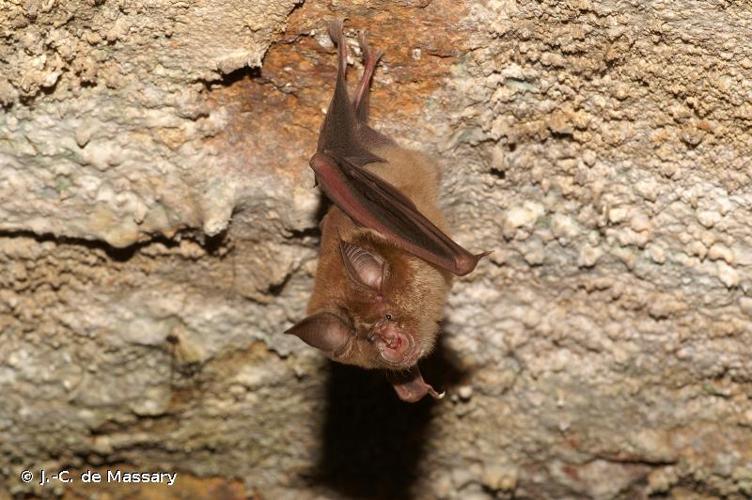 <i>Rhinolophus ferrumequinum</i> (Schreber, 1774) © J.-C. de Massary