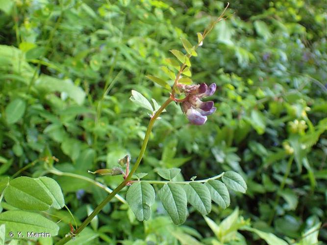 <i>Vicia sepium</i> L., 1753 © Y. Martin