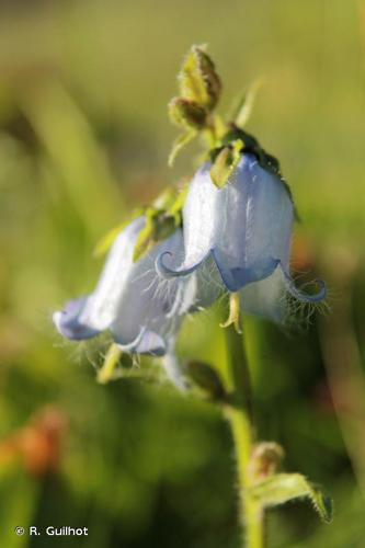 <i>Campanula barbata</i> L., 1759 © R. Guilhot