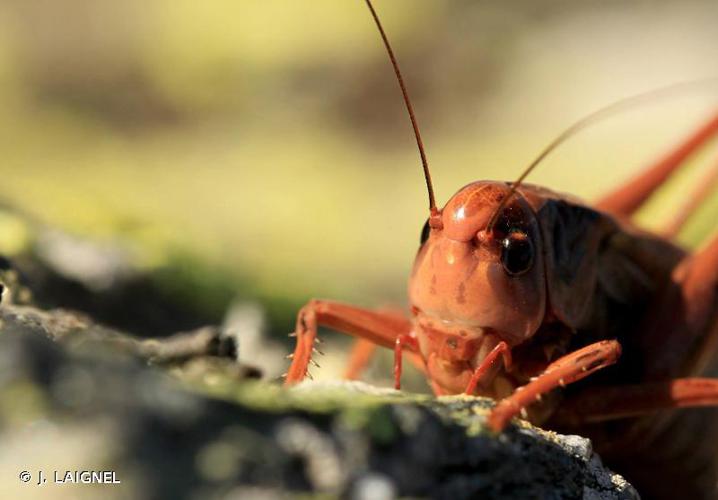 <i>Decticus verrucivorus</i> (Linnaeus, 1758) © J. LAIGNEL