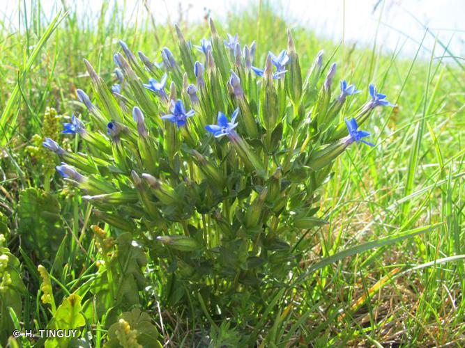 <i>Gentiana nivalis</i> L., 1753 © H. TINGUY