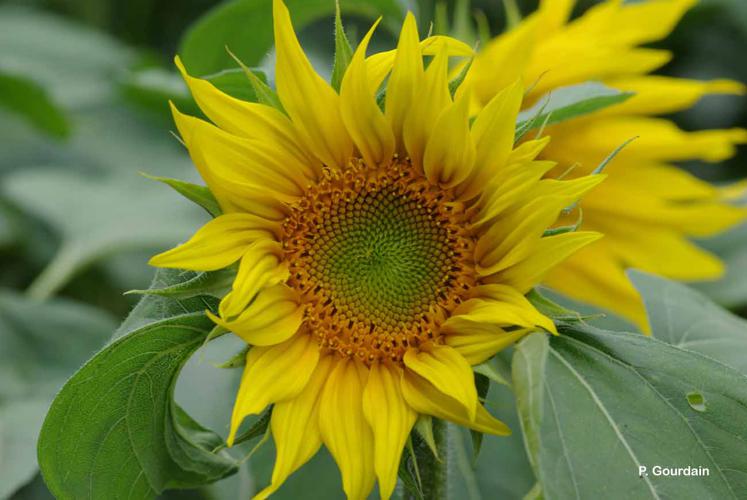 <i>Helianthus annuus</i> L., 1753 © P. Gourdain