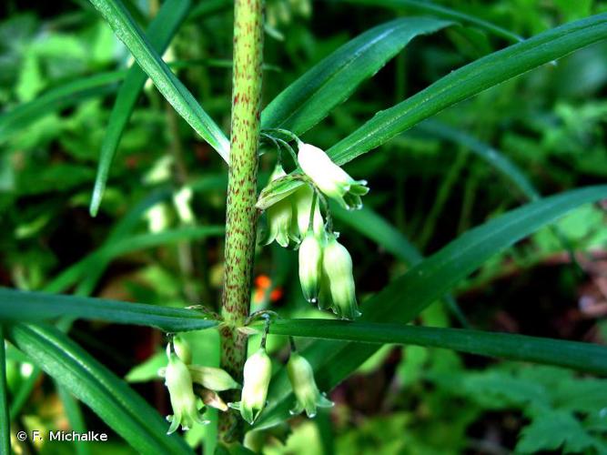 <i>Polygonatum verticillatum</i> (L.) All., 1785 © F. Michalke