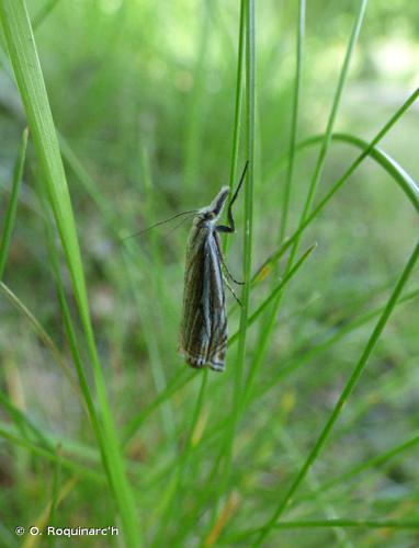 <i>Crambus lathoniellus</i> (Zincken, 1817) © O. Roquinarc'h