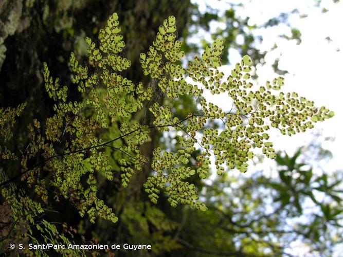 <i>Adiantum raddianum</i> C.Presl, 1836 © S. Sant/Parc Amazonien de Guyane