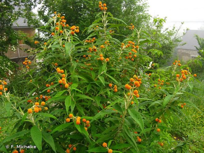 <i>Buddleja globosa</i> Hope, 1782 © F. Michalke