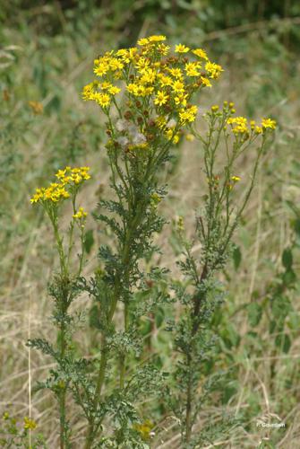 <i>Jacobaea vulgaris</i> Gaertn., 1791 © P. Gourdain