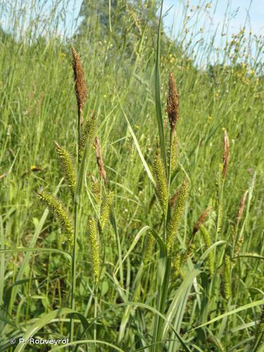 <i>Carex acutiformis</i> Ehrh., 1789 © P. Rouveyrol