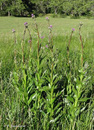 <i>Cirsium monspessulanum</i> (L.) Hill, 1768 © P. Rouveyrol