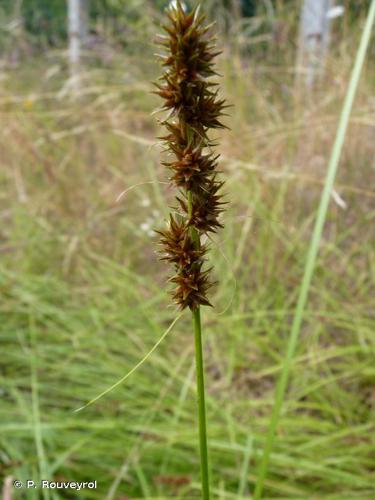 <i>Carex otrubae</i> Podp., 1922 © P. Rouveyrol