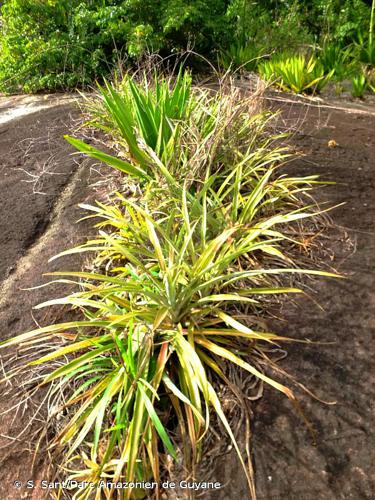 <i>Ananas comosus</i> (L.) Merr., 1917 © S. Sant/Parc Amazonien de Guyane