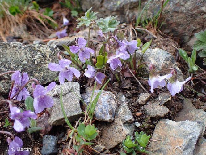 <i>Viola thomasiana</i> Songeon & E.P.Perrier, 1860 © 