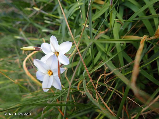 <i>Tristagma uniflorum</i> (Lindl.) Traub, 1963 © A.-H. Paradis