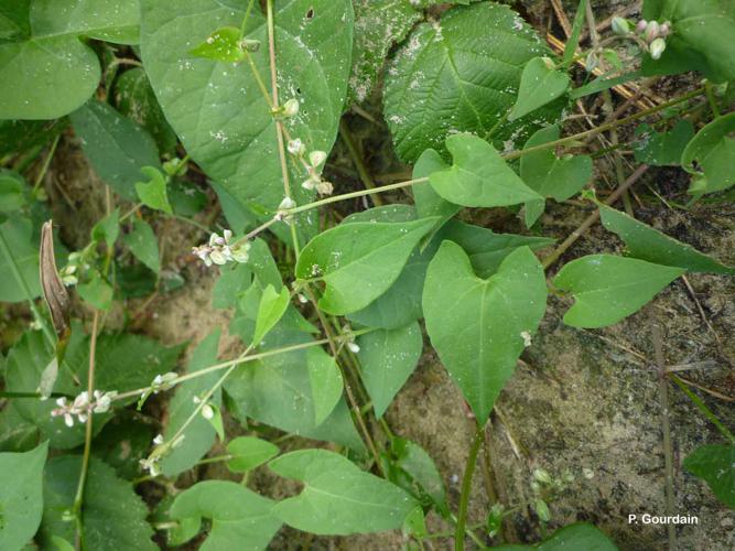 <i>Fallopia convolvulus</i> (L.) Á.Löve, 1970 © P. Gourdain