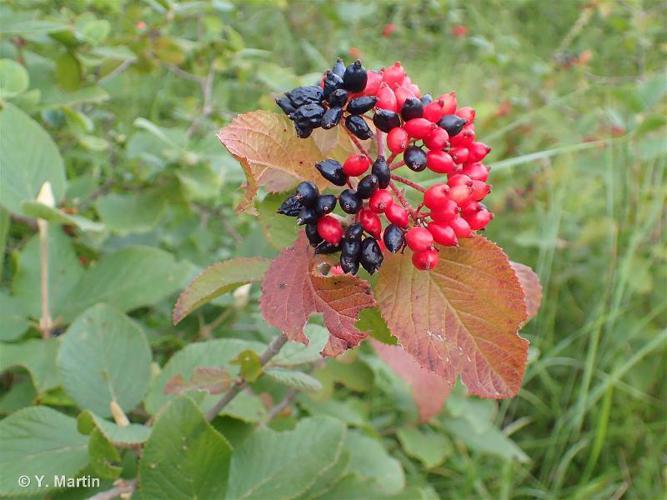 <i>Viburnum lantana</i> L., 1753 © 