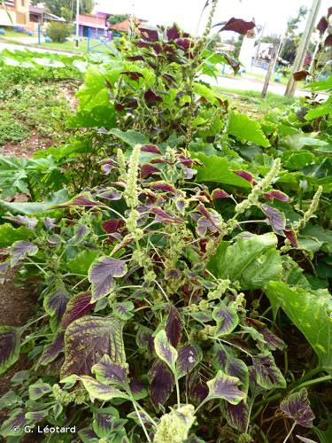 <i>Amaranthus tricolor</i> L., 1753 © G. Léotard