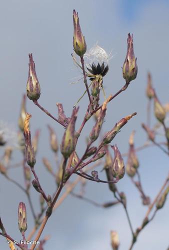 <i>Lactuca virosa</i> L., 1753 © S. Filoche