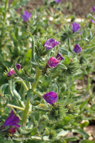 <i>Echium plantagineum</i> L., 1771 © O. Roquinarc'h