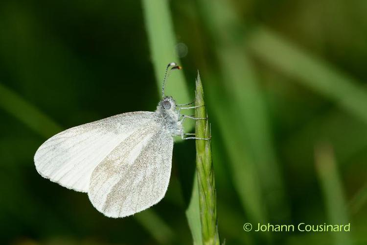 <i>Leptidea sinapis</i> (Linnaeus, 1758) © Johann Cousinard