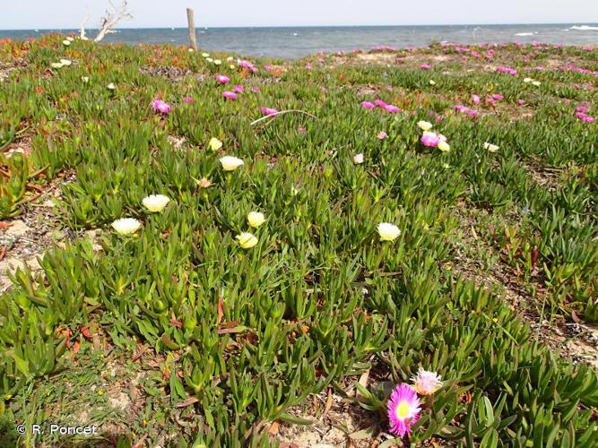 <i>Carpobrotus edulis</i> (L.) N.E.Br., 1926 © R. Poncet