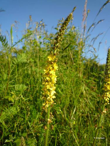 <i>Agrimonia eupatoria</i> L., 1753 © P. Gourdain