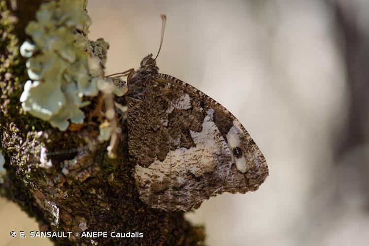 <i>Brintesia circe</i> (Fabricius, 1775) © E. SANSAULT - ANEPE Caudalis