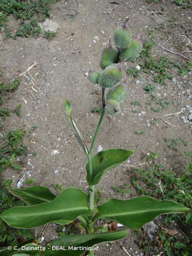 <i>Canna indica</i> L., 1753 © C. Delnatte - DEAL Martinique