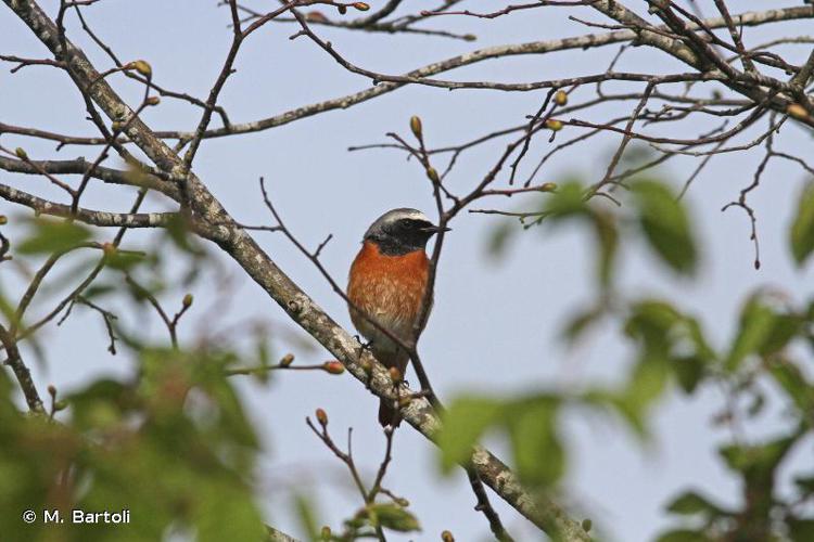 <i>Phoenicurus phoenicurus</i> (Linnaeus, 1758) © M. Bartoli