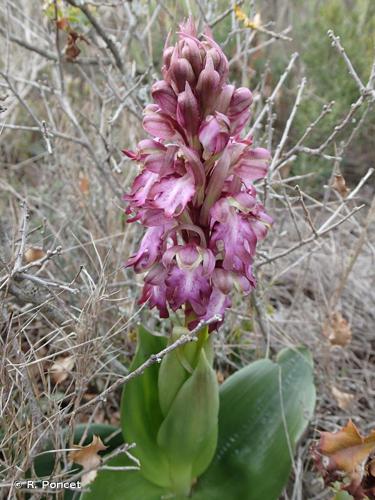 <i>Himantoglossum robertianum</i> (Loisel.) P.Delforge, 1999 © R. Poncet