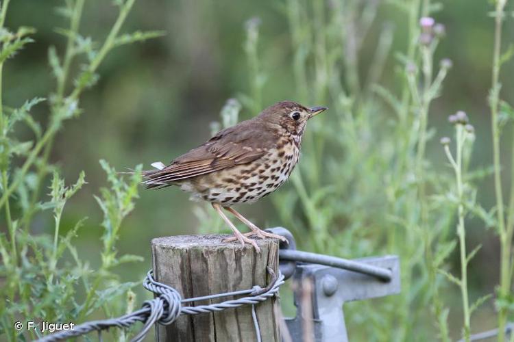 <i>Turdus philomelos</i> C. L. Brehm, 1831 © F. Jiguet