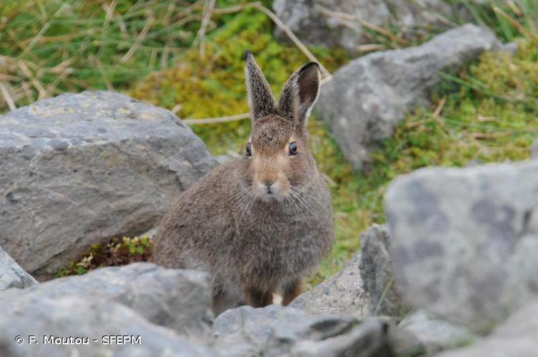 <i>Lepus timidus</i> Linnaeus, 1758 © F. Moutou - SFEPM