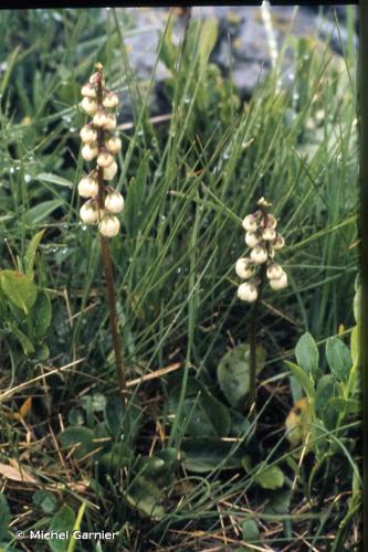 <i>Pyrola minor</i> L., 1753 © Michel Garnier