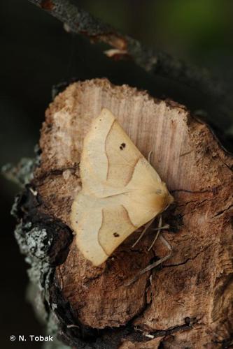 <i>Crocallis elinguaria</i> (Linnaeus, 1758) © N. Tobak