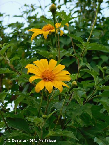 <i>Tithonia diversifolia</i> (Hemsl.) A.Gray, 1883 © C. Delnatte - DEAL Martinique