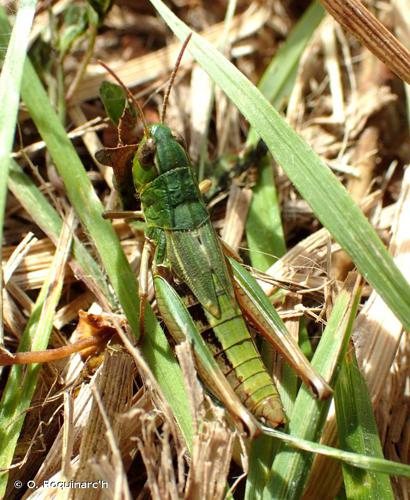 <i>Pseudochorthippus parallelus</i> (Zetterstedt, 1821) © O. Roquinarc'h