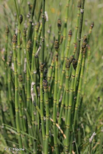 <i>Equisetum variegatum</i> Schleich. ex F.Weber & D.Mohr, 1807 © S. Filoche