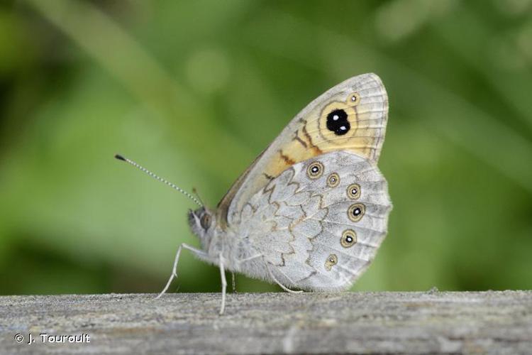 <i>Lasiommata maera</i> (Linnaeus, 1758) © J. Touroult