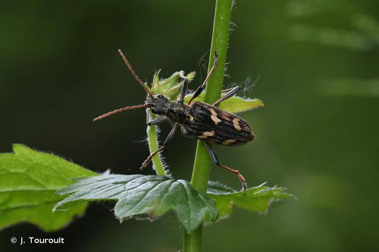 <i>Rhagium bifasciatum</i> Fabricius, 1775 © J. Touroult