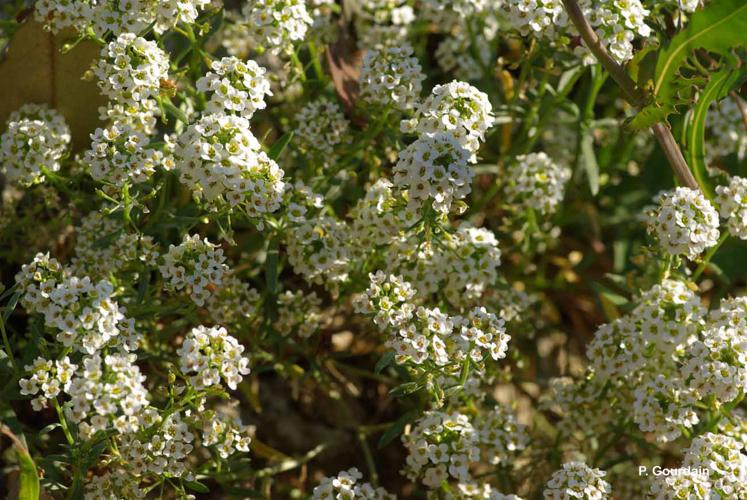 <i>Lobularia maritima</i> (L.) Desv., 1815 © P. Gourdain