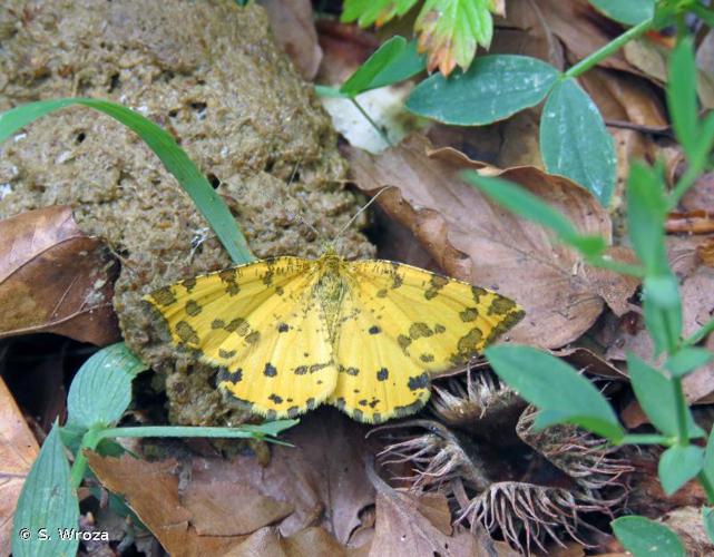 <i>Pseudopanthera macularia</i> (Linnaeus, 1758) © S. Wroza