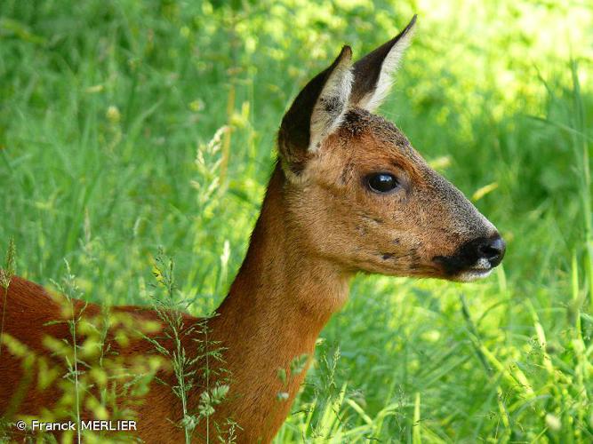 <i>Capreolus capreolus</i> (Linnaeus, 1758) © Franck MERLIER