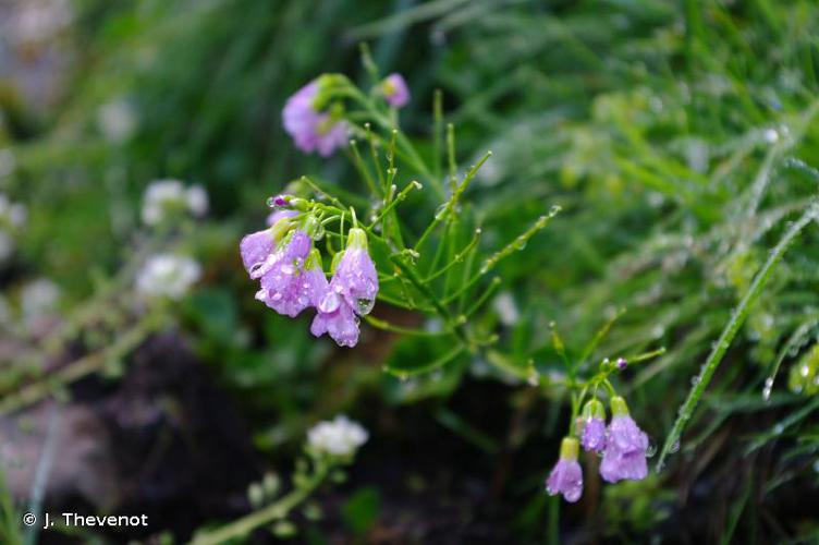 <i>Cardamine raphanifolia</i> Pourr., 1788 © J. Thevenot