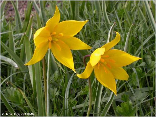 <i>Tulipa sylvestris</i> L., 1753 © J.-J. Milan