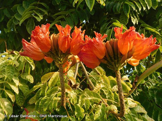 <i>Spathodea campanulata</i> P.Beauv., 1805 © César Delnatte - ONF Martinique