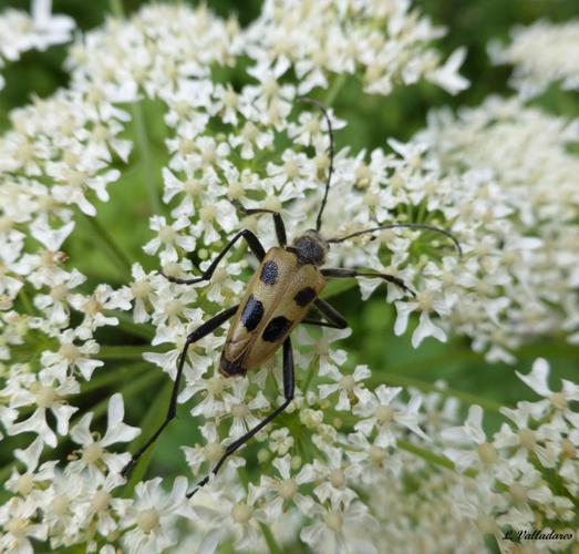 <i>Pachyta quadrimaculata</i> (Linnaeus, 1758) © 