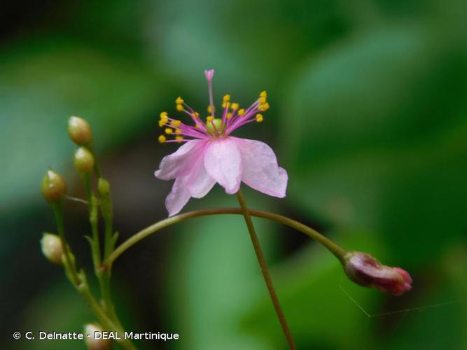 <i>Talinum paniculatum</i> (Jacq.) Gaertn., 1791 © C. Delnatte - DEAL Martinique