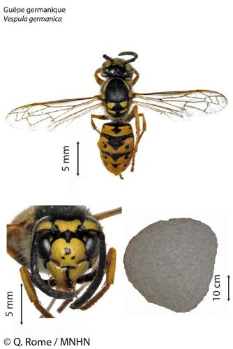 <i>Vespula germanica</i> (Fabricius, 1793) © 