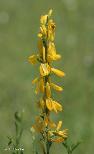 <i>Genista tinctoria</i> L., 1753 © S. Filoche